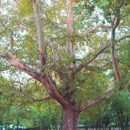 Διαμέρισμα Park Βουκουρέστι